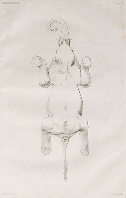 1071
<br/>
Description anatomique d'un éléphant mâle.
<br/>
<em></em>